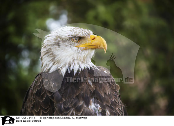 Bald Eagle portrait / UM-01414