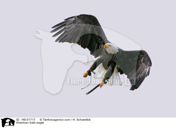 American bald eagle / HS-01717