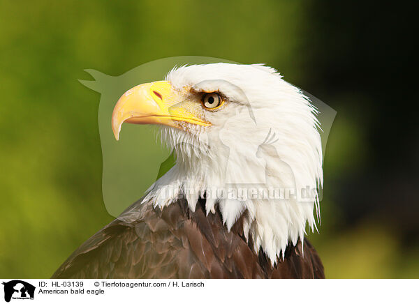 American bald eagle / HL-03139