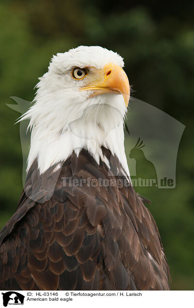 American bald eagle / HL-03146