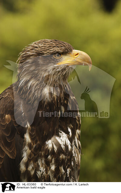 American bald eagle / HL-03360