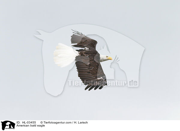 American bald eagle / HL-03455