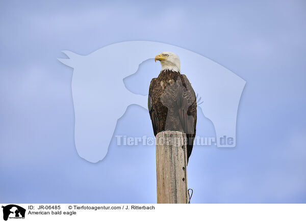 Weikopfseeadler / American bald eagle / JR-06485