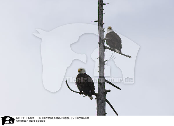 American bald eagles / FF-14295