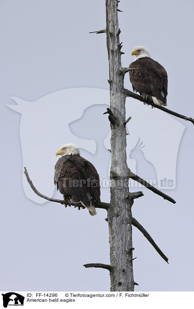 American bald eagles / FF-14296