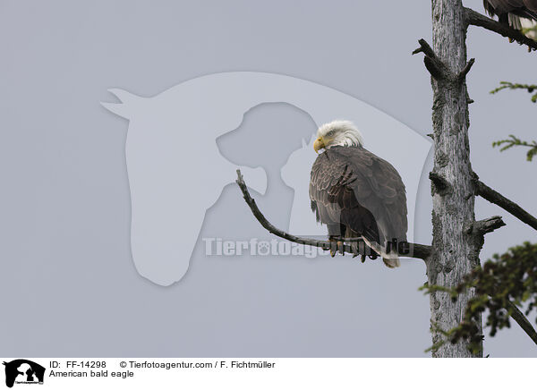 American bald eagle / FF-14298