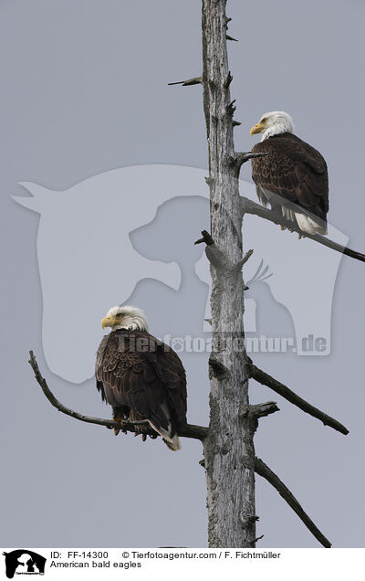 American bald eagles / FF-14300