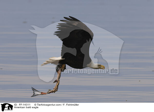 American bald eagle / FF-14311