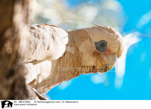 bare-eyed cockatoo / HB-01682