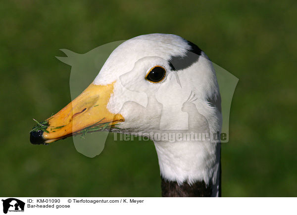 Bar-headed goose / KM-01090