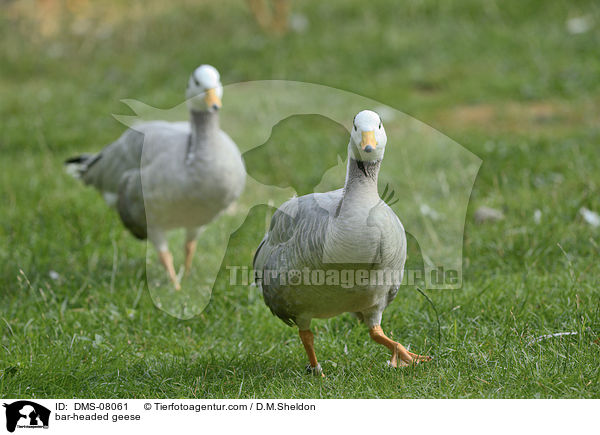 bar-headed geese / DMS-08061