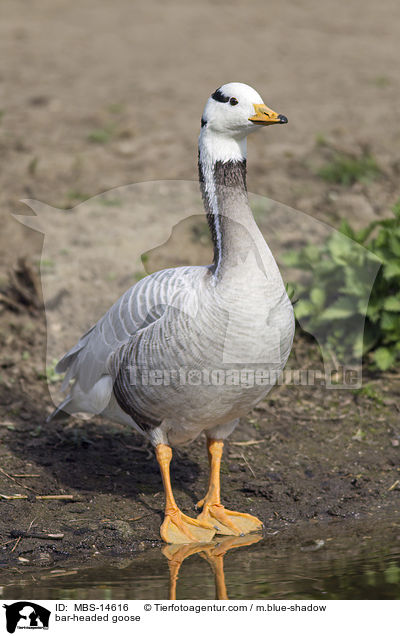 bar-headed goose / MBS-14616