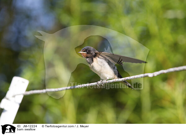 barn swallow / JM-12224
