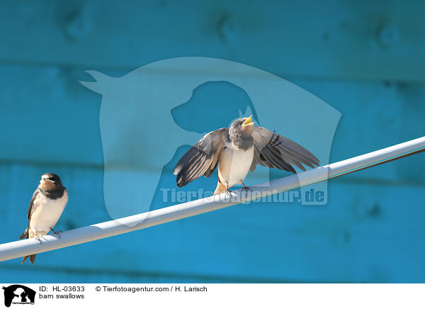 barn swallows / HL-03633