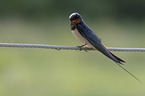sitting Barn Swallow