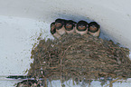 young Barn Swallows