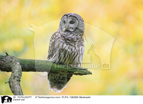 Streifenkauz / barred owl / FLPA-02077