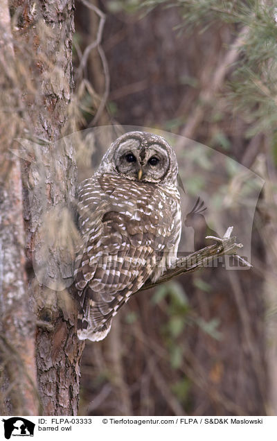 Streifenkauz / barred owl / FLPA-03333