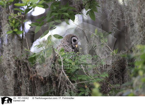barred owl / FF-13042