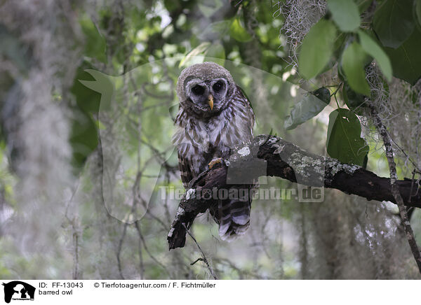 barred owl / FF-13043