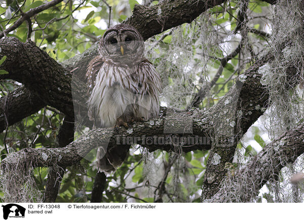 Streifenkauz / barred owl / FF-13048