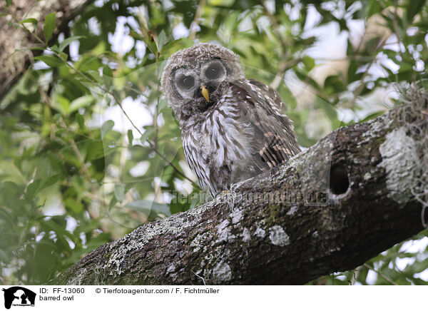 barred owl / FF-13060