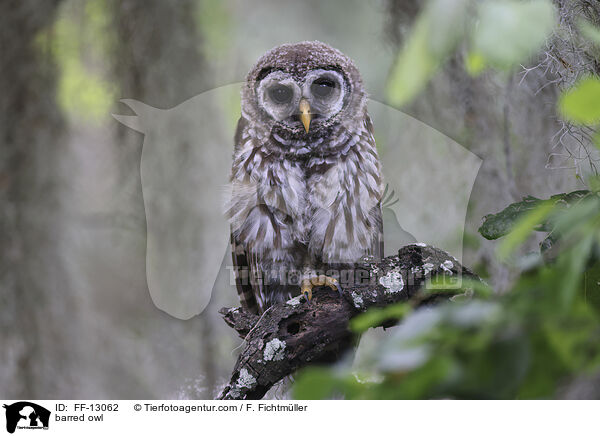 barred owl / FF-13062
