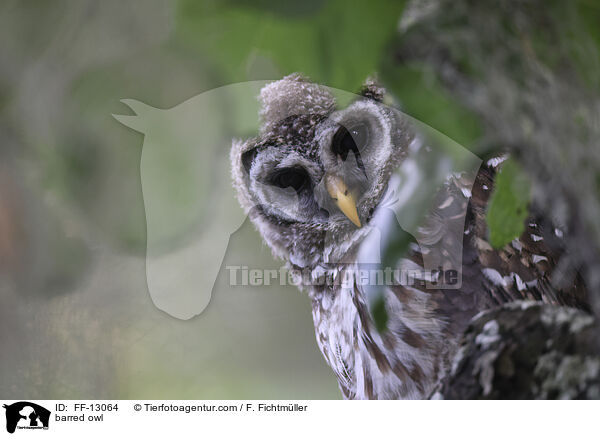barred owl / FF-13064