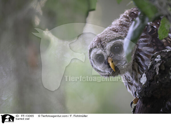 Streifenkauz / barred owl / FF-13065
