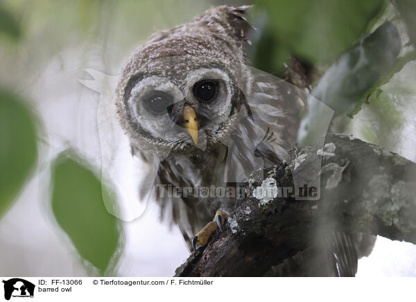 Streifenkauz / barred owl / FF-13066