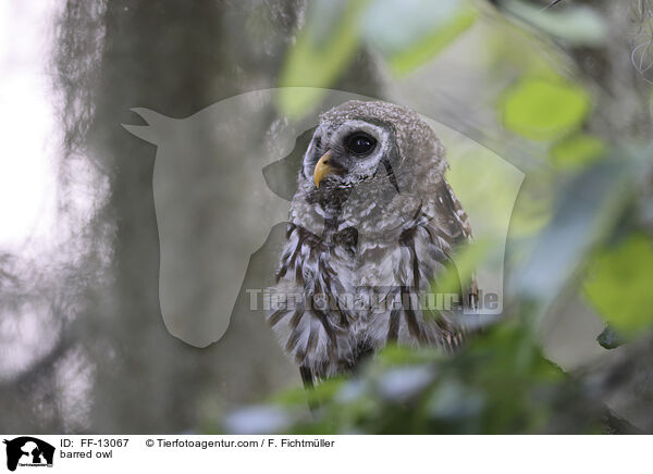 Streifenkauz / barred owl / FF-13067