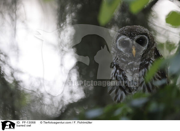 barred owl / FF-13068