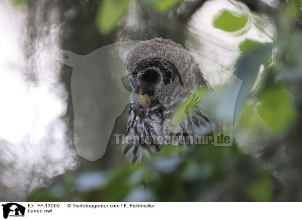 Streifenkauz / barred owl / FF-13069
