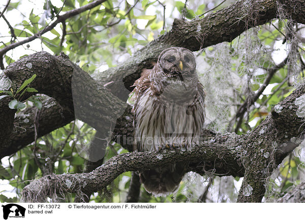 barred owl / FF-13072