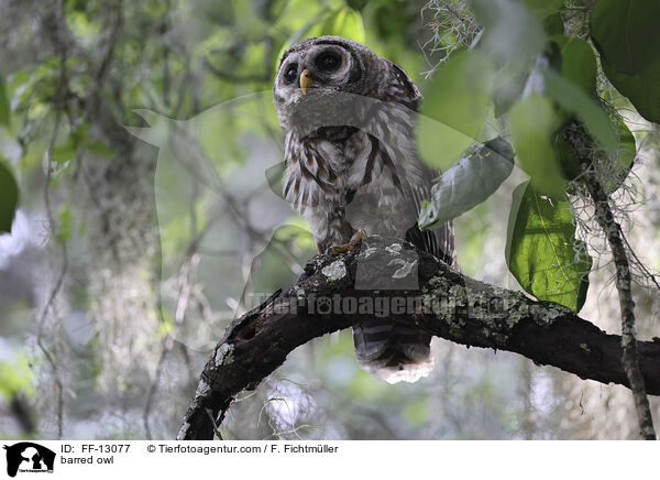 Streifenkauz / barred owl / FF-13077