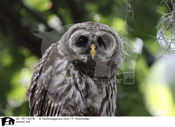 Streifenkauz / barred owl / FF-13079
