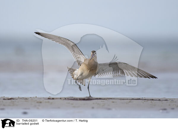 bar-tailed godwit / THA-09201