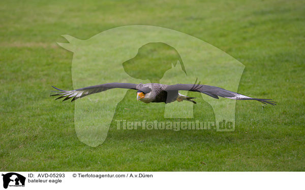 bateleur eagle / AVD-05293