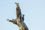 Bearded woodpecker