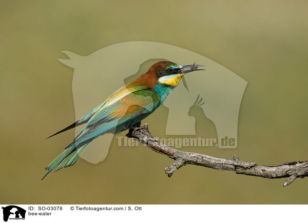 bee-eater / SO-03078