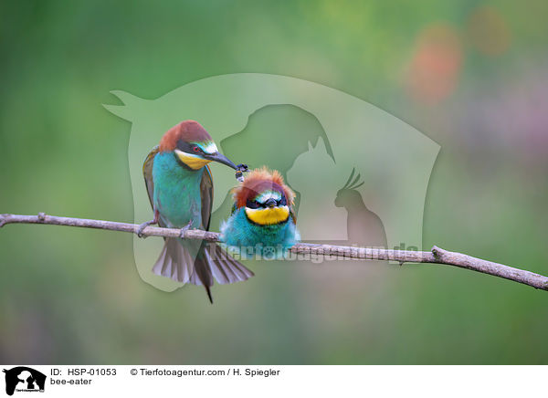bee-eater / HSP-01053