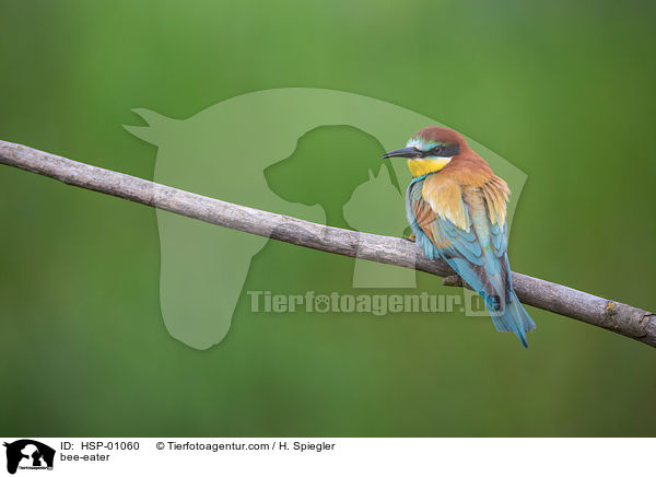 bee-eater / HSP-01060