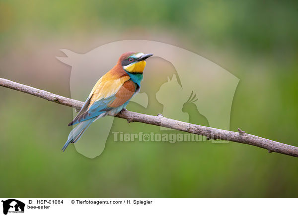 bee-eater / HSP-01064