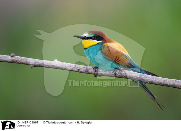 bee-eater / HSP-01067