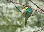 two bee-eaters