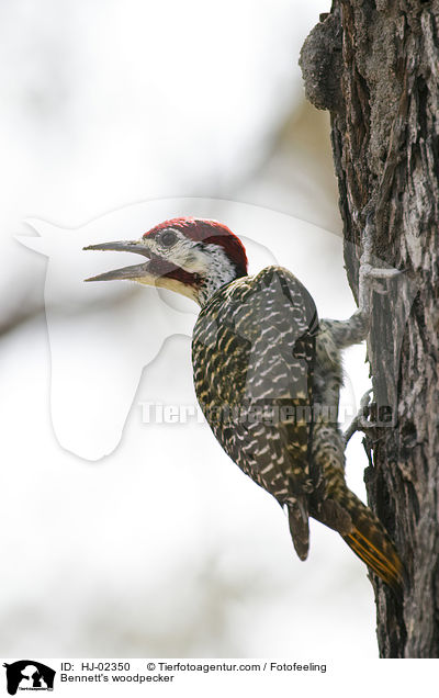 Bennett's woodpecker / HJ-02350
