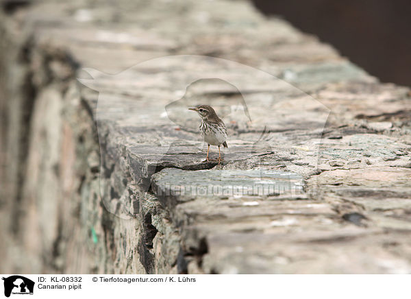 Canarian pipit / KL-08332
