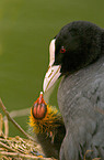 Eurasian coot with chicken