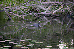 Black Coot in the water