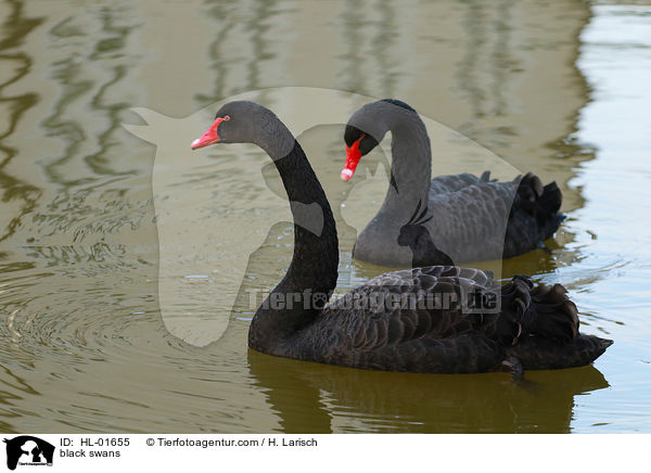 black swans / HL-01655